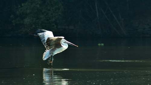 bird white pelican on water india