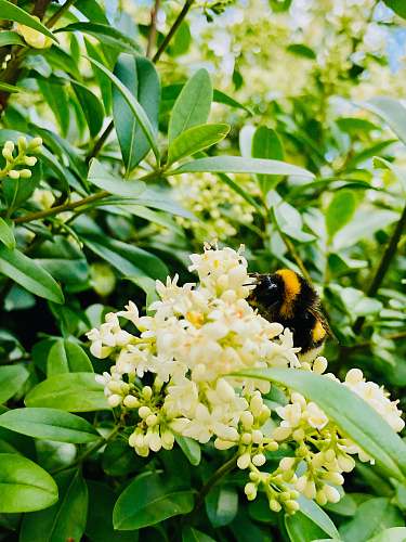 bee white petaled flowers apidae