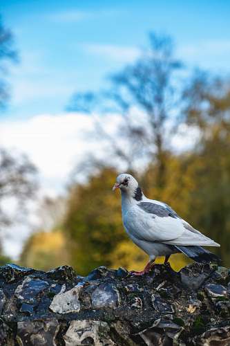 bird white pigeon pigeon