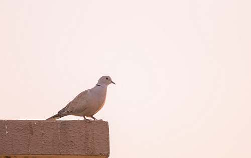 bird white pigeon perched on concrete surface india