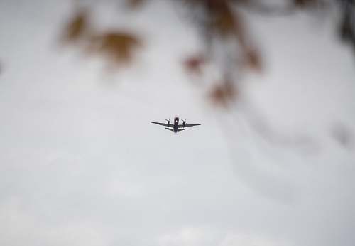 bird white plane during daytime flying