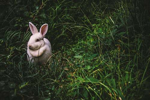 rabbit white rabbit on green grass during daytime bunny