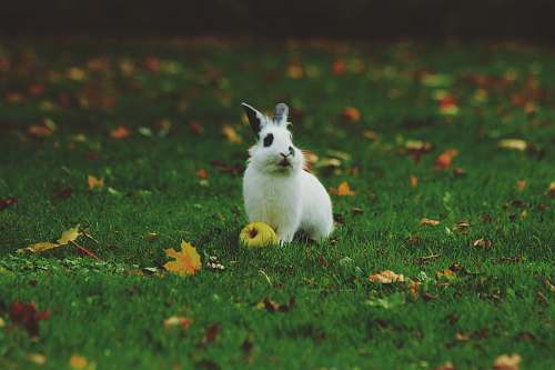 rabbit white rabbit standing on grass bunny