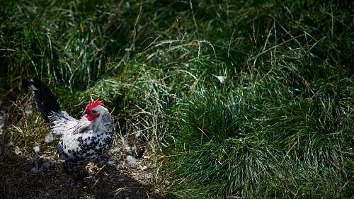 bird white rooster fowl