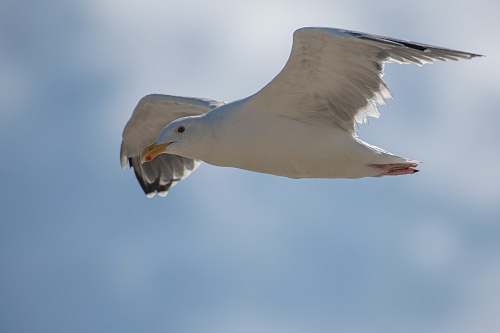 flying white seagull grey