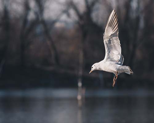 bird white seagull on flight seagull