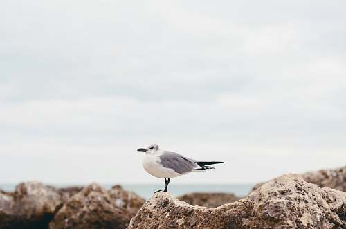 flying white seagull on rock nature