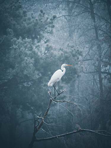 bird white seagull perched on bare tree heron