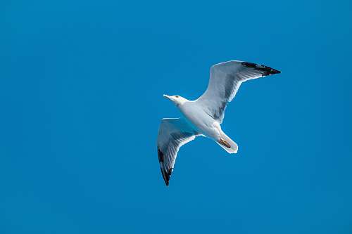 bird white seagull photo seagull