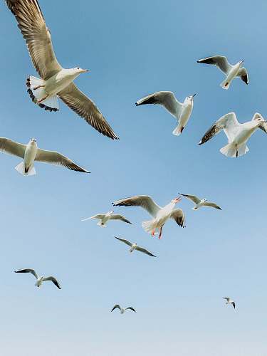 bird white seagulls flying across blue sky flock