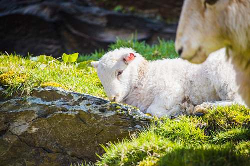 mammal white sheep during daytime sheep