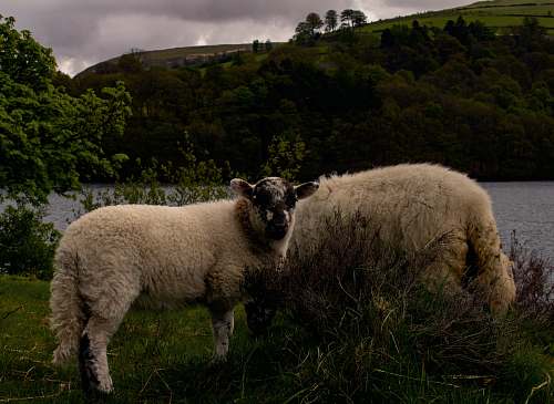 mammal white sheep sheep