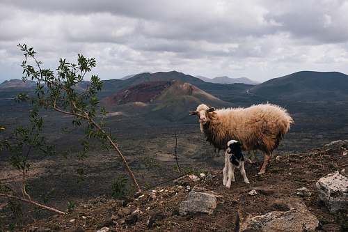 mammal white sheep on cliff sheep