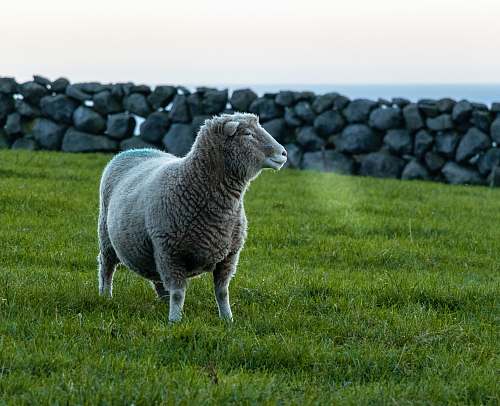 mammal white sheep on grass field sheep