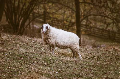 mammal white sheep on grassland across fence sheep