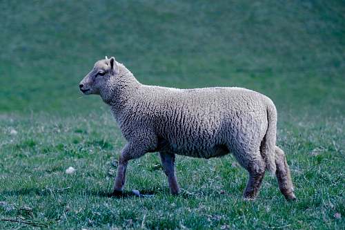 mammal white sheep on green grass sheep