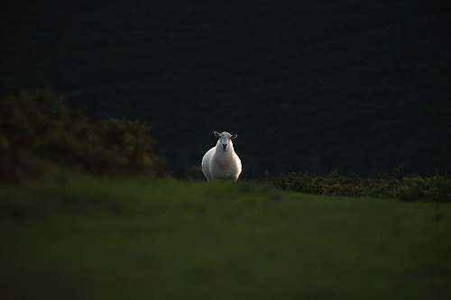 bird white sheep running on grass field sheep