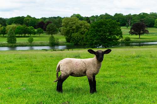 sheep white sheep mammal