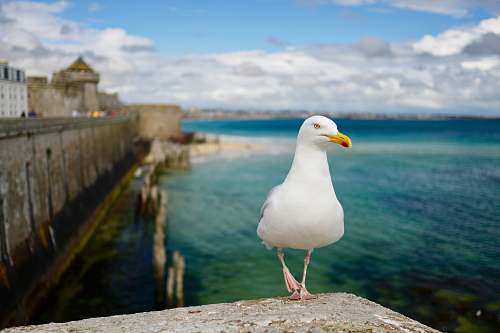 bird white short-beak bird seagull