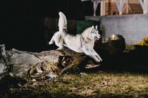bird white Siberian Husky jumping on brown tree trunk during night time canine