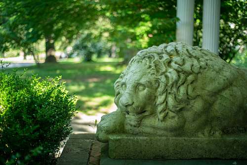 mammal white statue of a lion wildlife