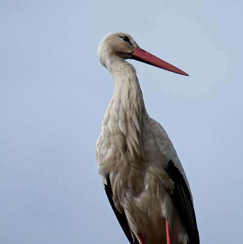 bird white stork stork