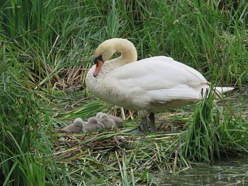 bird white swan swan