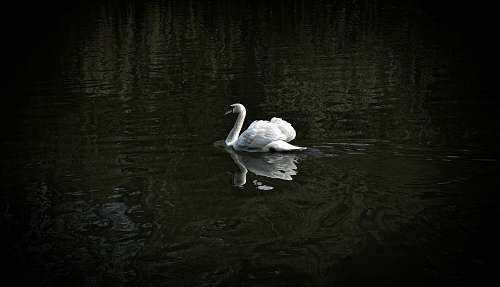 bird white swan floating on water swan