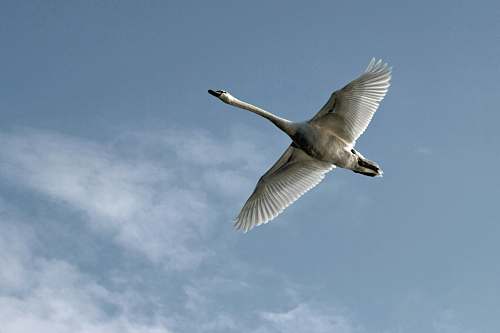 bird white swan flying photo flying