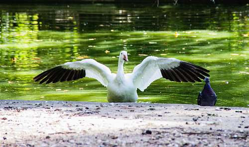 bird white swan on lake bordeaux
