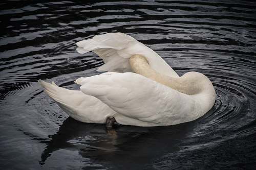 bird white swan swimming on water swan