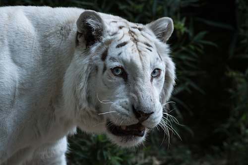 mammal white tiger tiger