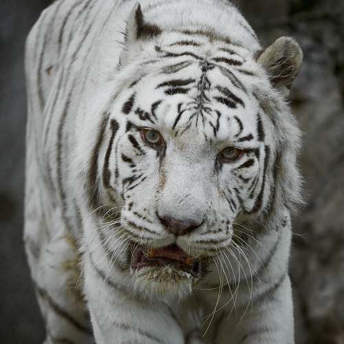 wildlife white tiger on focus photography tiger