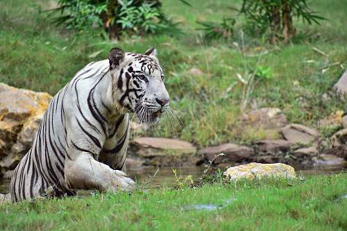 tiger white tiger wildlife