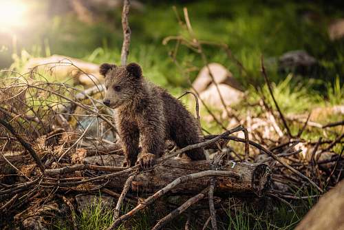 bear wildlife photography of brown bear cub wildlife