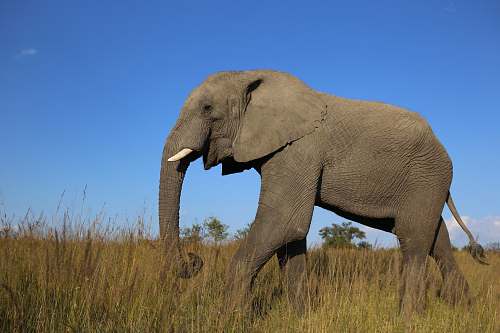 wildlife wildlife photography of gray elephant elephant