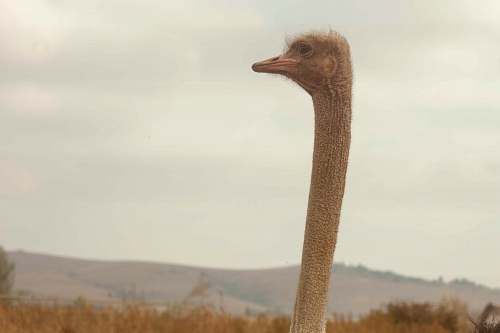 bird wildlife photography of gray ostrich ostrich