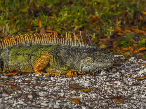 lizard wildlife photography of green iguana iguana