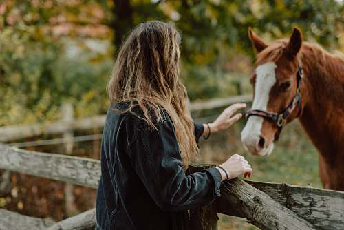 mammal woman petting brown and white horse horse