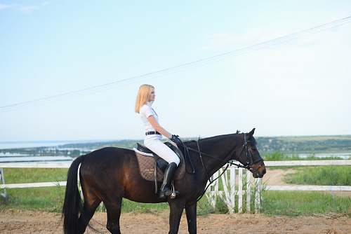 horse woman riding horse during daytime mammal