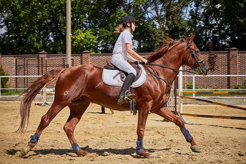 mammal woman riding horse horse