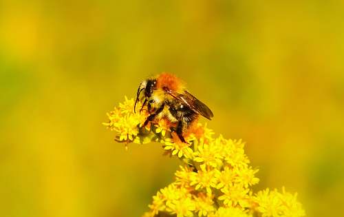 insect worker bee perched on flower during daytime bee
