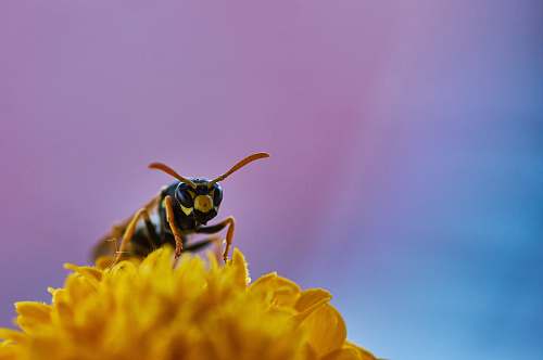 insect yellow and black bee pearching on flower wasp