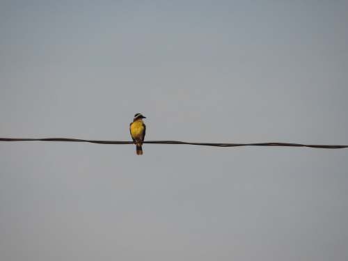 bird yellow and black bird on coated cable finch