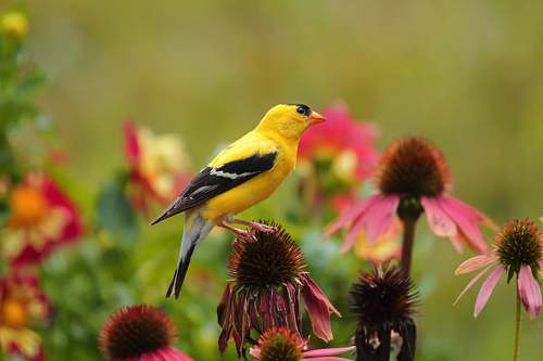 plant yellow and black bird on flower north carolina