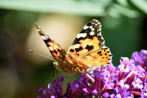 insect yellow and black butterfly invertebrate