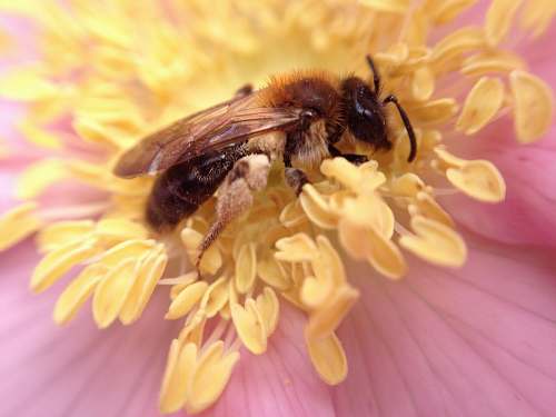 bee yellow and black honey bee perched on yellow flower honey bee
