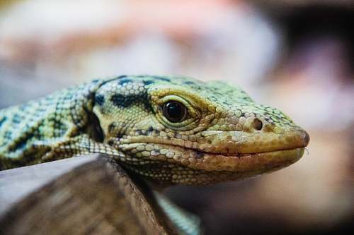 lizard yellow and black reptile reptile