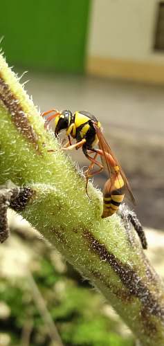 andrena yellow and black wasp bee