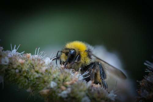 insect yellow and black wasp bee